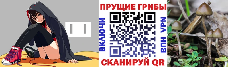 Псилоцибиновые грибы мицелий  Губаха 